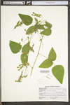 Desmodium cuspidatum var. cuspidatum