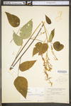 Desmodium cuspidatum var. cuspidatum