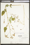 Desmodium cuspidatum var. cuspidatum