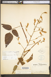 Desmodium cuspidatum var. cuspidatum