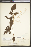 Desmodium cuspidatum var. cuspidatum