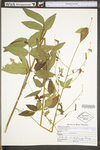 Desmodium cuspidatum var. cuspidatum