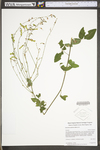 Desmodium glabellum