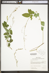 Desmodium glabellum