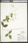 Desmodium glabellum