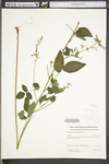 Desmodium glabellum