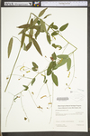 Desmodium paniculatum