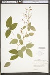 Desmodium glabellum