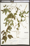 Desmodium glabellum