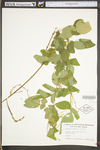 Desmodium glabellum