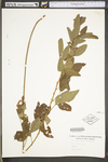 Desmodium glabellum