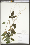 Desmodium glabellum