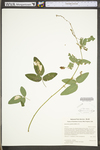 Desmodium glabellum