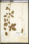 Desmodium glabellum