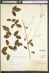 Desmodium glabellum