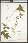 Desmodium glabellum