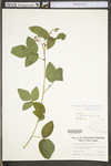 Desmodium glabellum