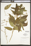 Desmodium glabellum