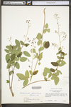 Desmodium glabellum