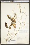 Desmodium glabellum