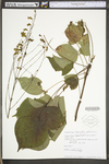 Desmodium glutinosum