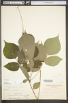 Desmodium glutinosum