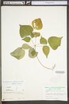 Desmodium glutinosum