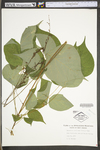 Desmodium glutinosum