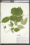 Desmodium glutinosum