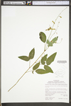 Desmodium glutinosum