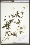 Desmodium laevigatum