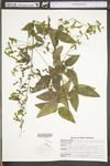 Desmodium laevigatum