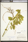 Desmodium laevigatum