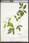 Desmodium laevigatum