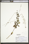 Desmodium marilandicum