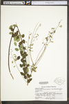 Desmodium marilandicum