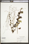 Desmodium marilandicum