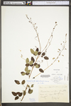 Desmodium marilandicum