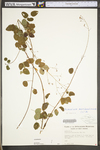 Desmodium marilandicum