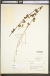 Desmodium marilandicum