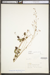 Desmodium marilandicum