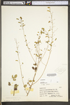 Desmodium marilandicum