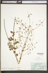 Desmodium marilandicum