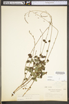 Desmodium marilandicum