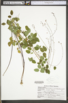 Desmodium marilandicum