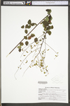 Desmodium marilandicum