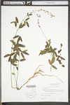 Desmodium marilandicum