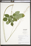 Desmodium nudiflorum