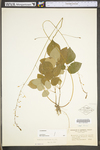 Desmodium nudiflorum