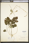 Desmodium nudiflorum